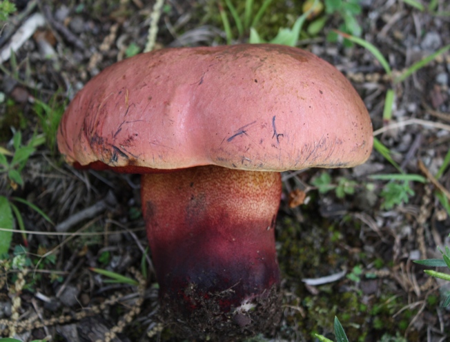 Boletus luridus?